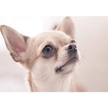 Load image into Gallery viewer, Chihuahua DIY Diamond Painting