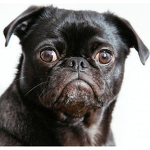 Load image into Gallery viewer, Cute Pug Dog DIY Diamond Painting