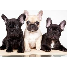 Load image into Gallery viewer, French Bulldogs DIY Diamond Painting