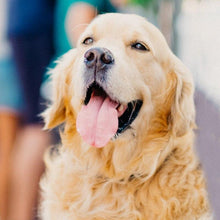 Load image into Gallery viewer, Golden Retriever Dog DIY Diamond Painting