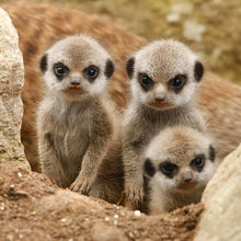Load image into Gallery viewer, Meerkat DIY Diamond Painting