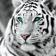 Load image into Gallery viewer, White Tiger DIY Diamond Painting