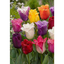 Load image into Gallery viewer, Many Multicolored Tulips DIY Diamond Painting
