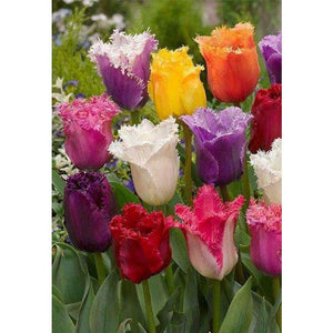 Many Multicolored Tulips DIY Diamond Painting