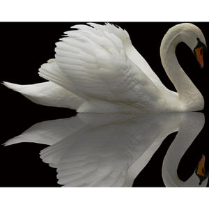 White Swan DIY Diamond Painting