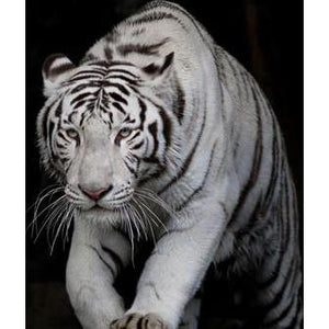 White Tiger DIY Diamond Painting